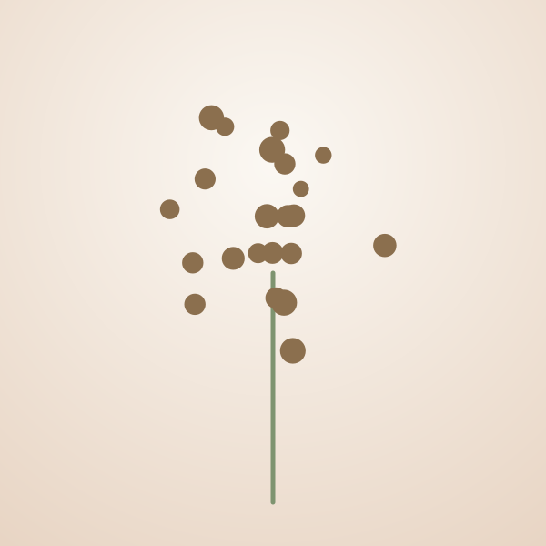 Baby's Breath