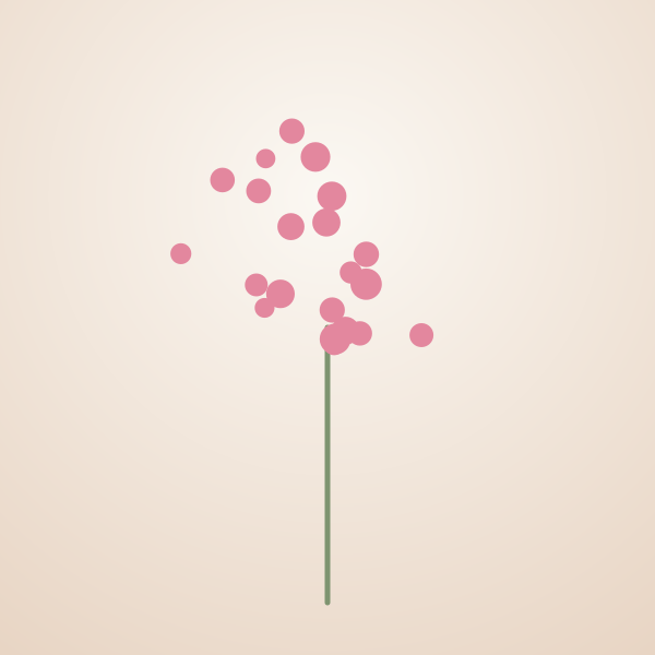 Carnation